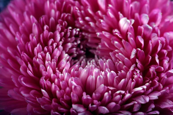 Purple blossom chrysanthemum — Stock Photo, Image