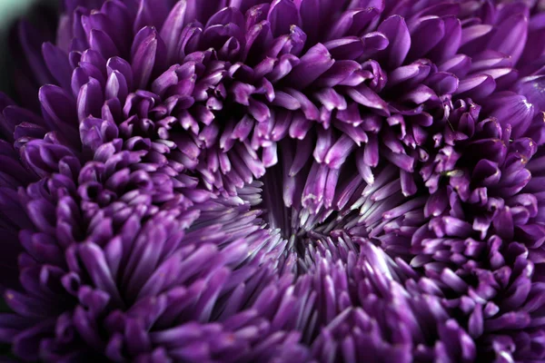 Hermoso crisantemo violeta —  Fotos de Stock
