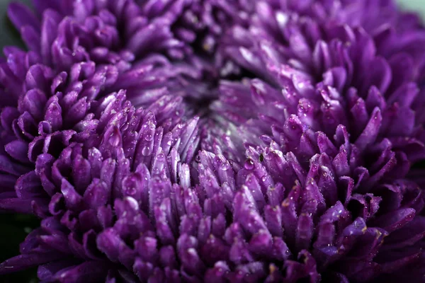 Schöne violette Chrysantheme — Stockfoto