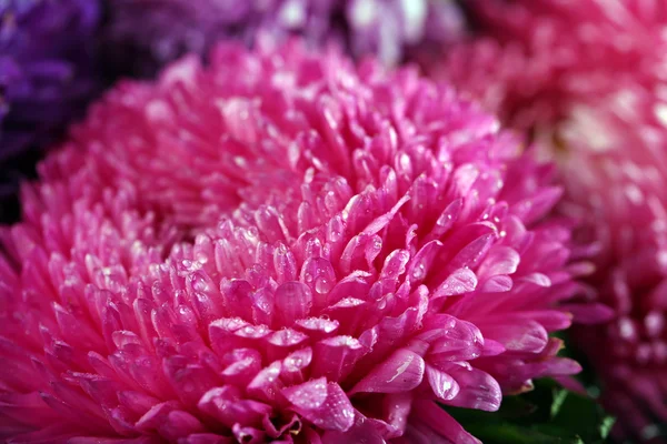Pretty purple blossom chrysanthemum — Stock Photo, Image