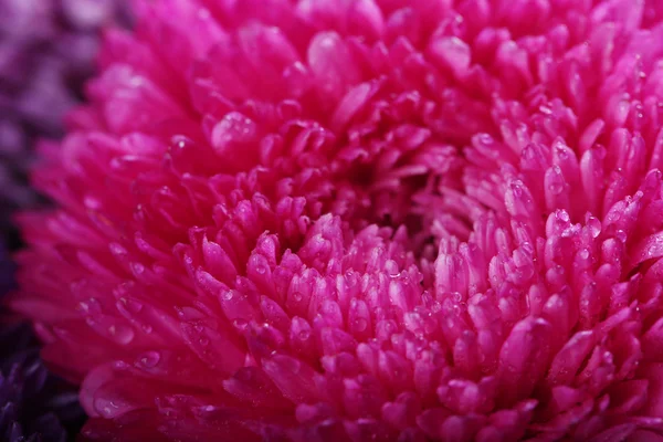 Hübsche lila Blüten Chrysanthemen — Stockfoto