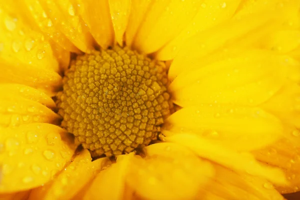 Flor delicada amarela — Fotografia de Stock