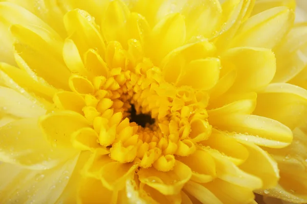 Mooie gele bloesem — Stockfoto