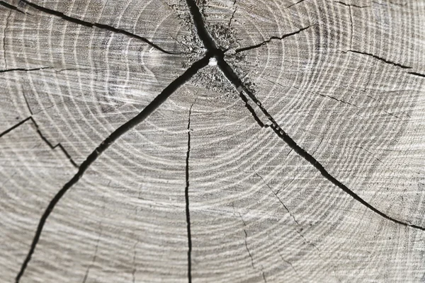 Dřevěná konstrukce o kmen stromu — Stock fotografie