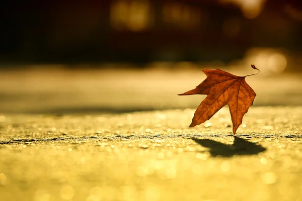 Golden autumn leaf — Stock Photo, Image