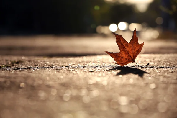 Golden autumn leaf — Stock Photo, Image