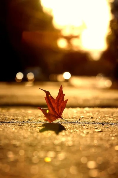 Golden autumn leaf — Stock Photo, Image