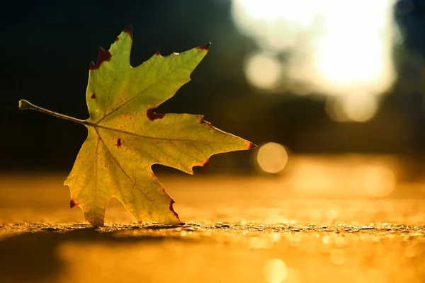 Hoja de otoño dorado — Foto de Stock