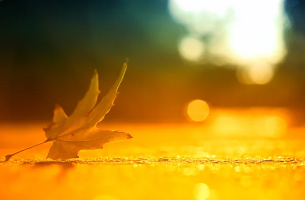 Golden autumn leaf — Stock Photo, Image