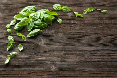 Yeşil taze fesleğen