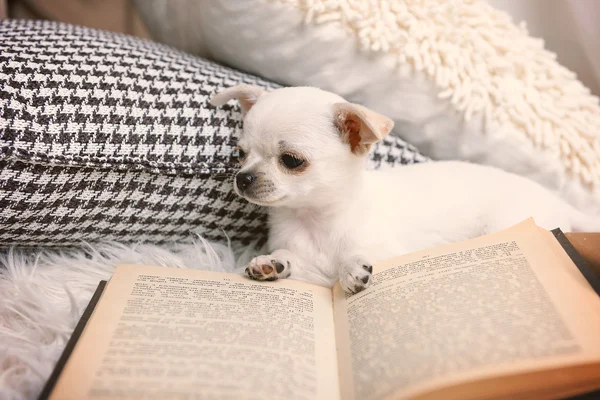 Adorable chihuahua dog — Stock Photo, Image