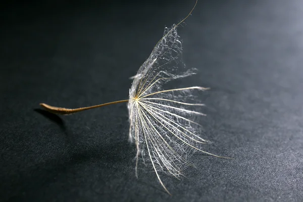 Beautiful dry dandelion — Stock Photo, Image