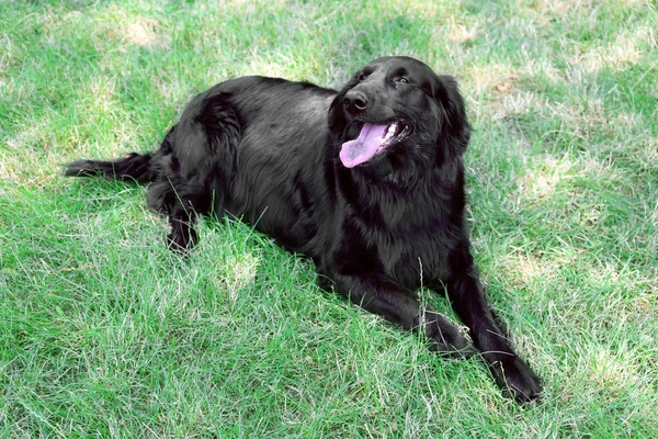 Potret anjing hitam besar — Stok Foto