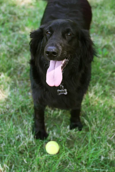 Παιχνιδιάρικο μεγάλο μαύρο σκυλί — Φωτογραφία Αρχείου