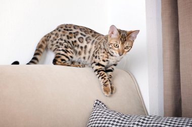 Güzel Bengal yavru kedi