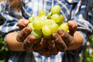 Kadının elinde beyaz üzüm hasat