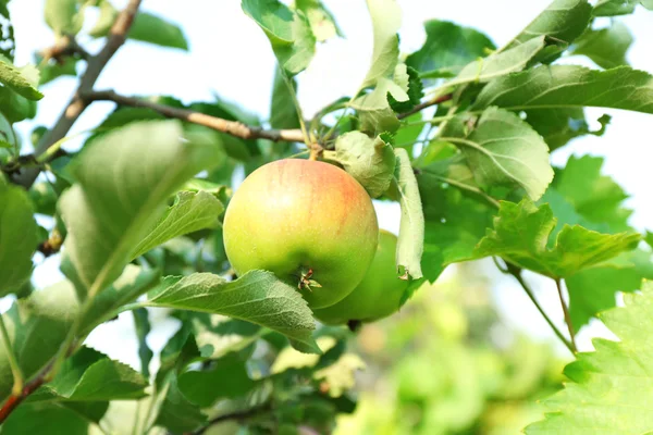 Tak van appelboom — Stockfoto