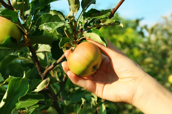 Γυναικείο χέρι picking μήλο — Φωτογραφία Αρχείου