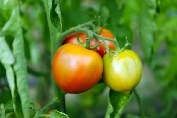 Tomaten groeien in tuin — Stockfoto