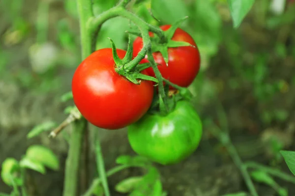 Tomaten groeien in tuin — Stockfoto