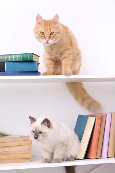 Roztomilé malé kočky na police s knihami — Stock fotografie