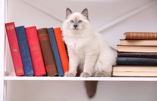 Gatinho bonito na prateleira com livros — Fotografia de Stock