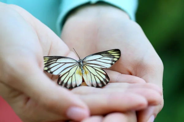 Colorful butterfly in female hand — Stock Photo, Image