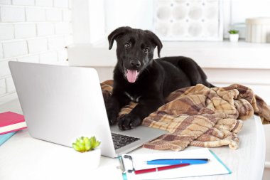Ofis Masaları üzerinde Labrador geri almak