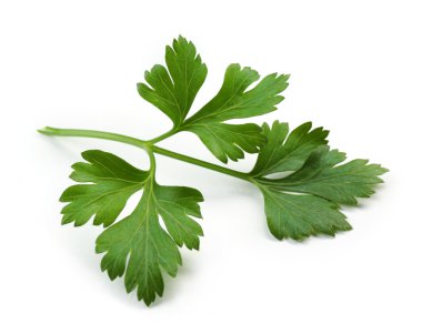 Beyaz maydanozlu taze maydanoz