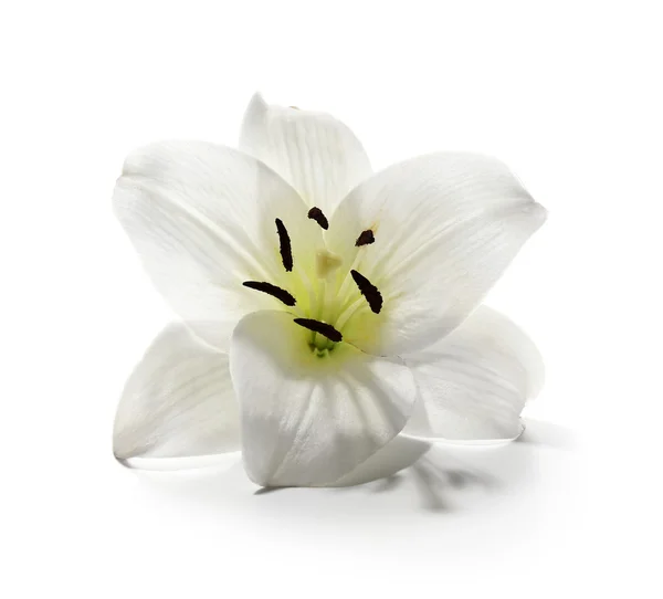 Fresh beautiful Lily — Stock Photo, Image