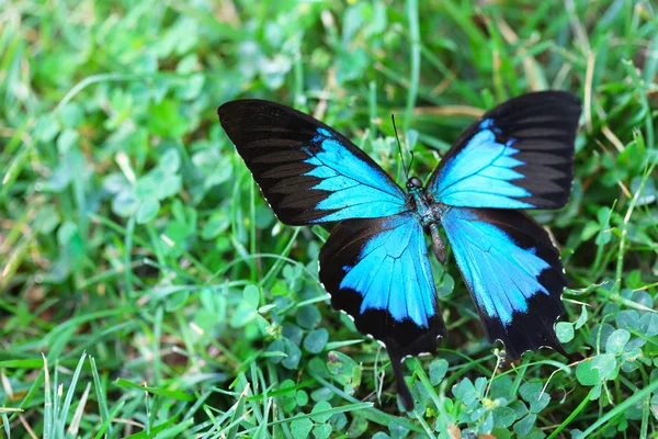 Borboleta colorida na grama — Fotografia de Stock