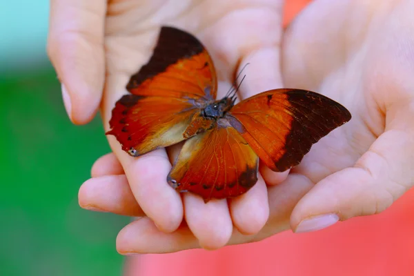 Farfalla colorata in mano femminile — Foto Stock