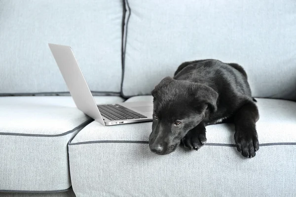 Czarny Labrador w pobliżu notebooków — Zdjęcie stockowe