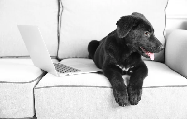 Czarny Labrador w pobliżu notebooków — Zdjęcie stockowe