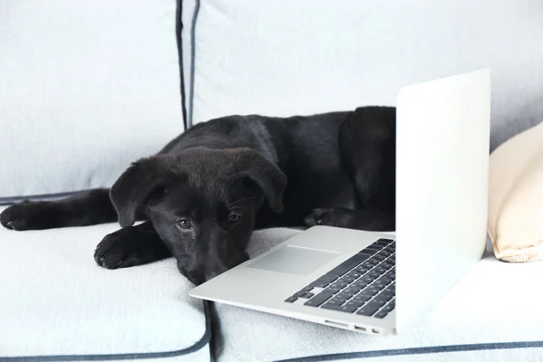 Черный лабрадор рядом с ноутбуком — стоковое фото