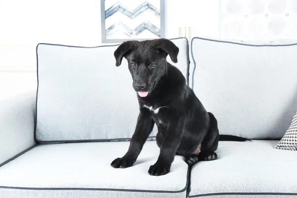 Black retriever on comfortable sofa — Stock Photo, Image