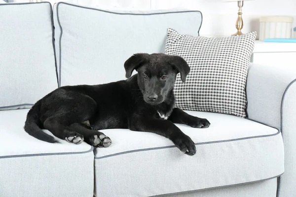 在舒适的沙发上的黑色猎犬 — 图库照片