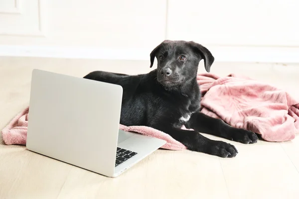 Czarny Labrador leżącego w pobliżu notebooków — Zdjęcie stockowe