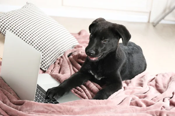 Labrador czarny znajduje się w pobliżu notebooków — Zdjęcie stockowe