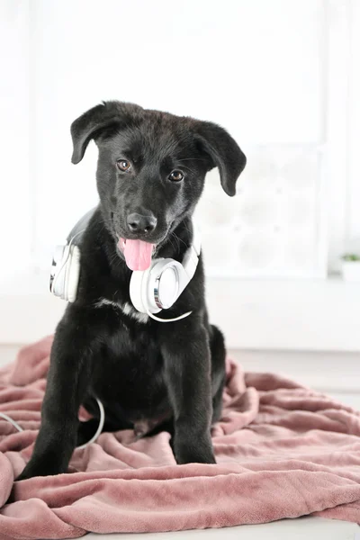 Labrador retriever pup met koptelefoon — Stockfoto