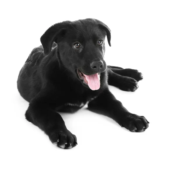 Junger schwarzer Labrador liegt — Stockfoto