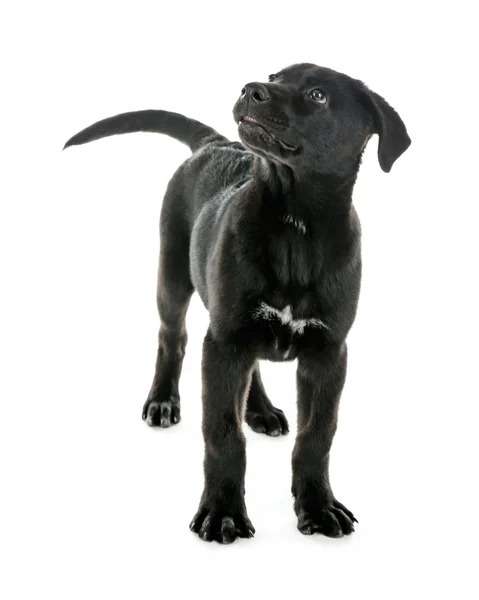 Funny young black Labrador — Stock Photo, Image