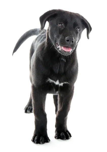 Funny young black Labrador — Stock Photo, Image