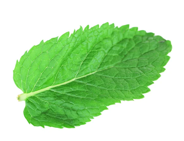 Daun mint segar — Stok Foto