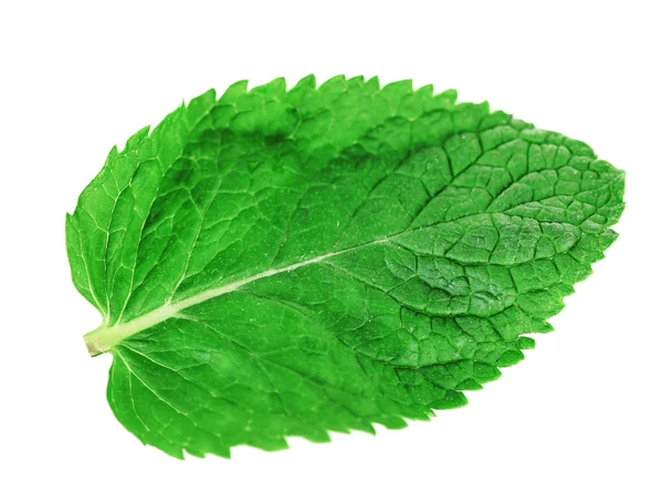 Hoja de menta fresca — Foto de Stock