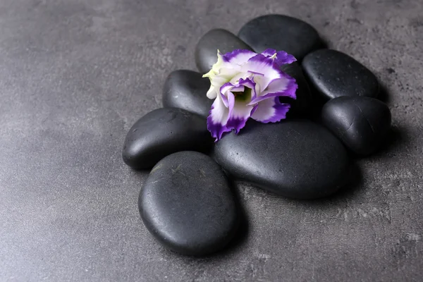 Pebbles com flor bonita — Fotografia de Stock