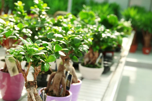 Tropical Plants in greenhouse, close-up