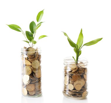 Paralar büyüyen bitkiler 