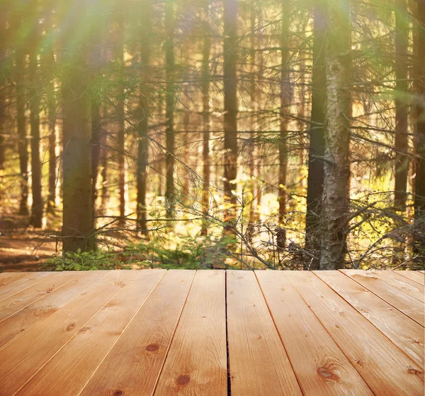 Luz solar en el bosque de otoño. — Foto de Stock