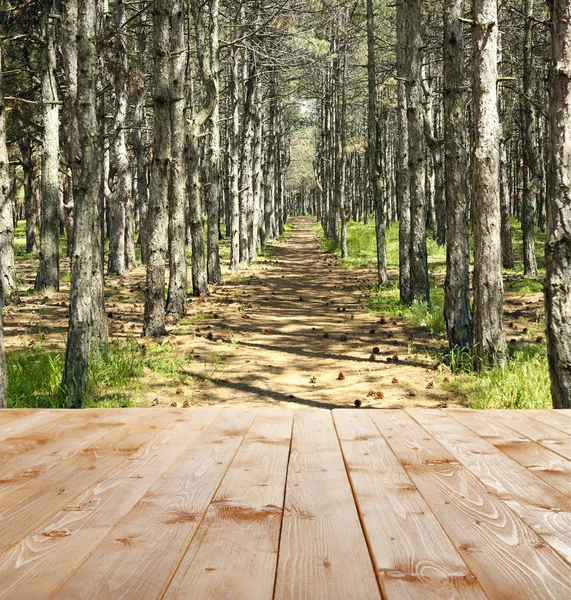 Schöner grüner Wald — Stockfoto